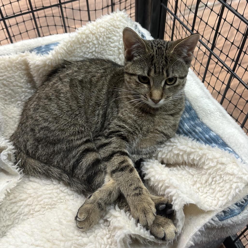 Enlarge Holly, a Adoptable Domestic Short Hair in Saratoga Springs, NY image 3/3