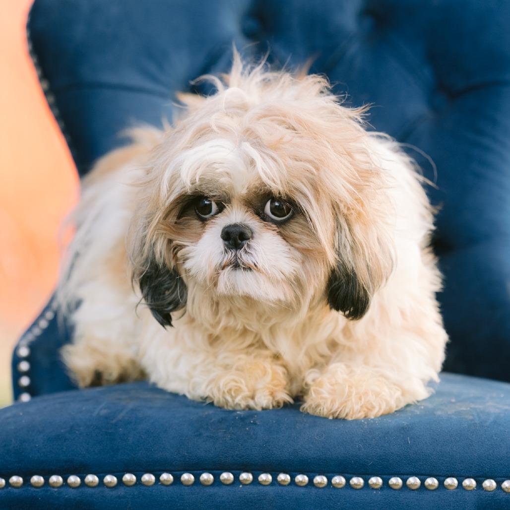 Cream Puff, Adoptable, Adult Female Shih Tzu.