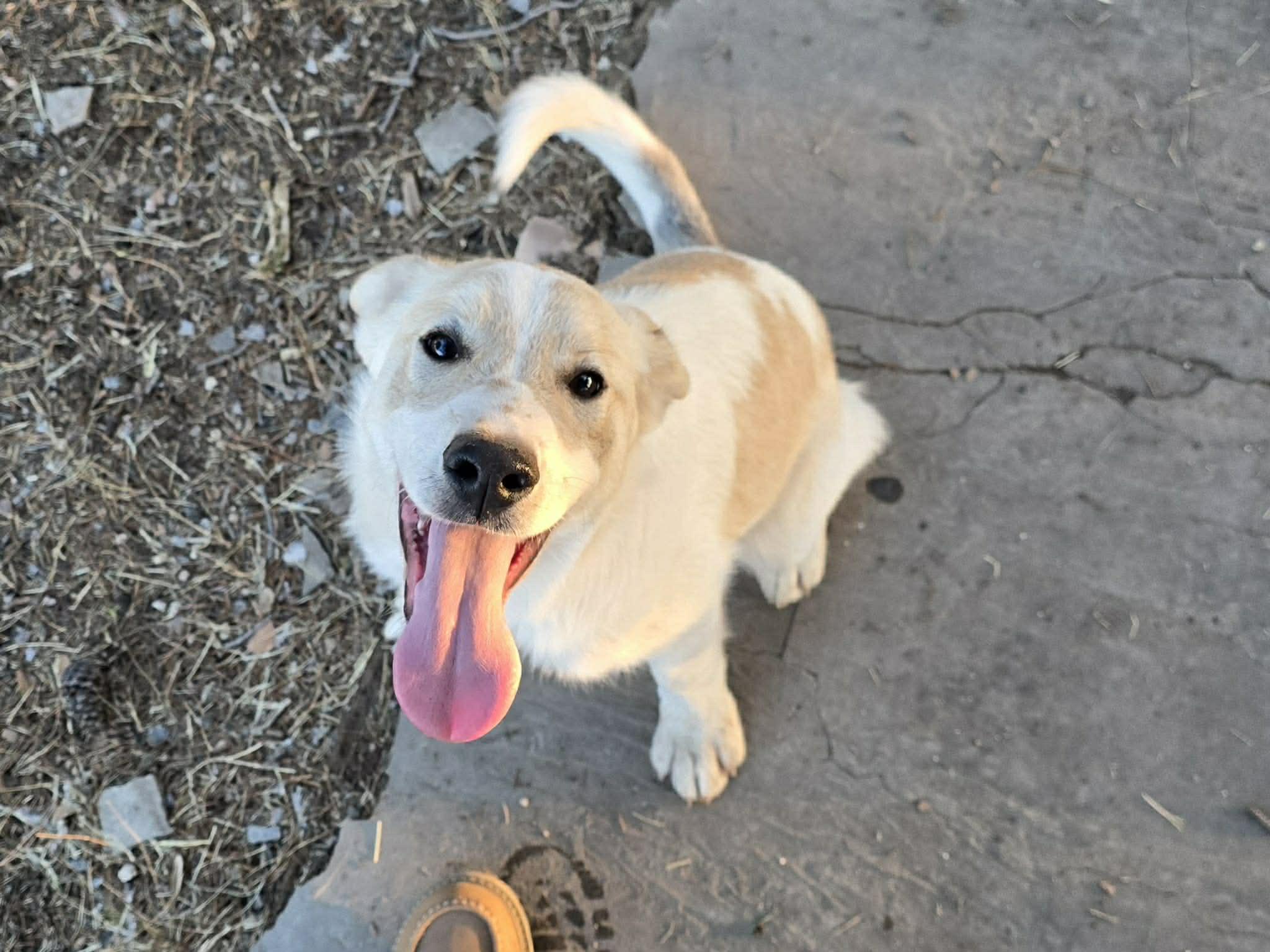Creek, ADOPTABLE, Puppy Male Great Pyrenees.
