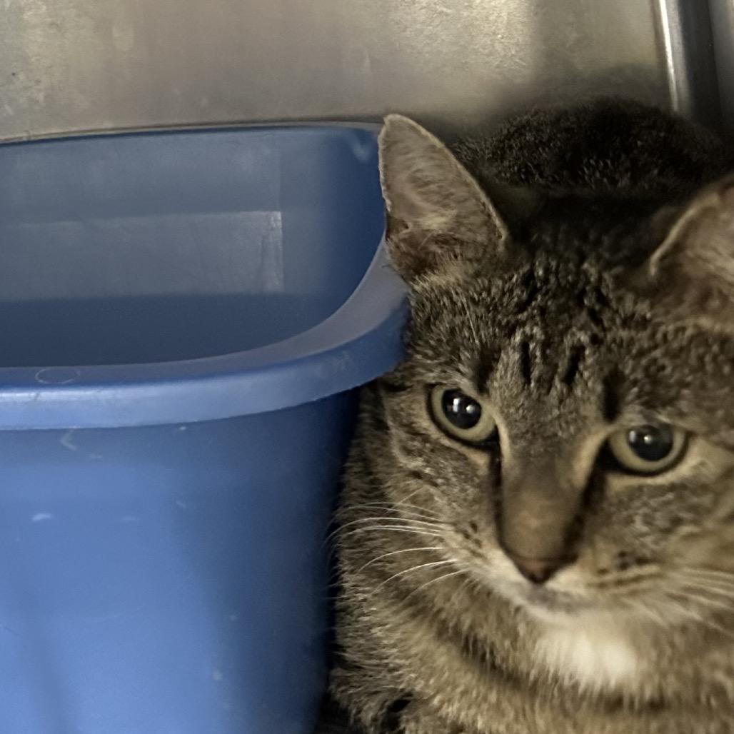 Jubilee, Adoptable, Adult Female Domestic Short Hair.