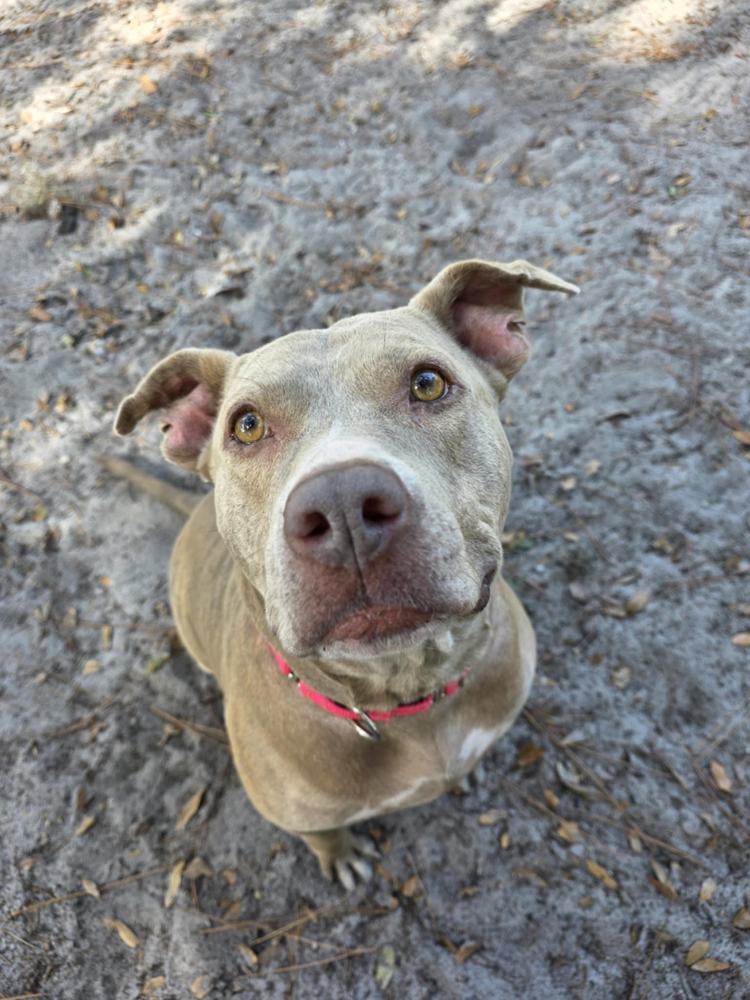 Paris, a ADOPTABLE mixed breed in Umatilla, FL image 4/4