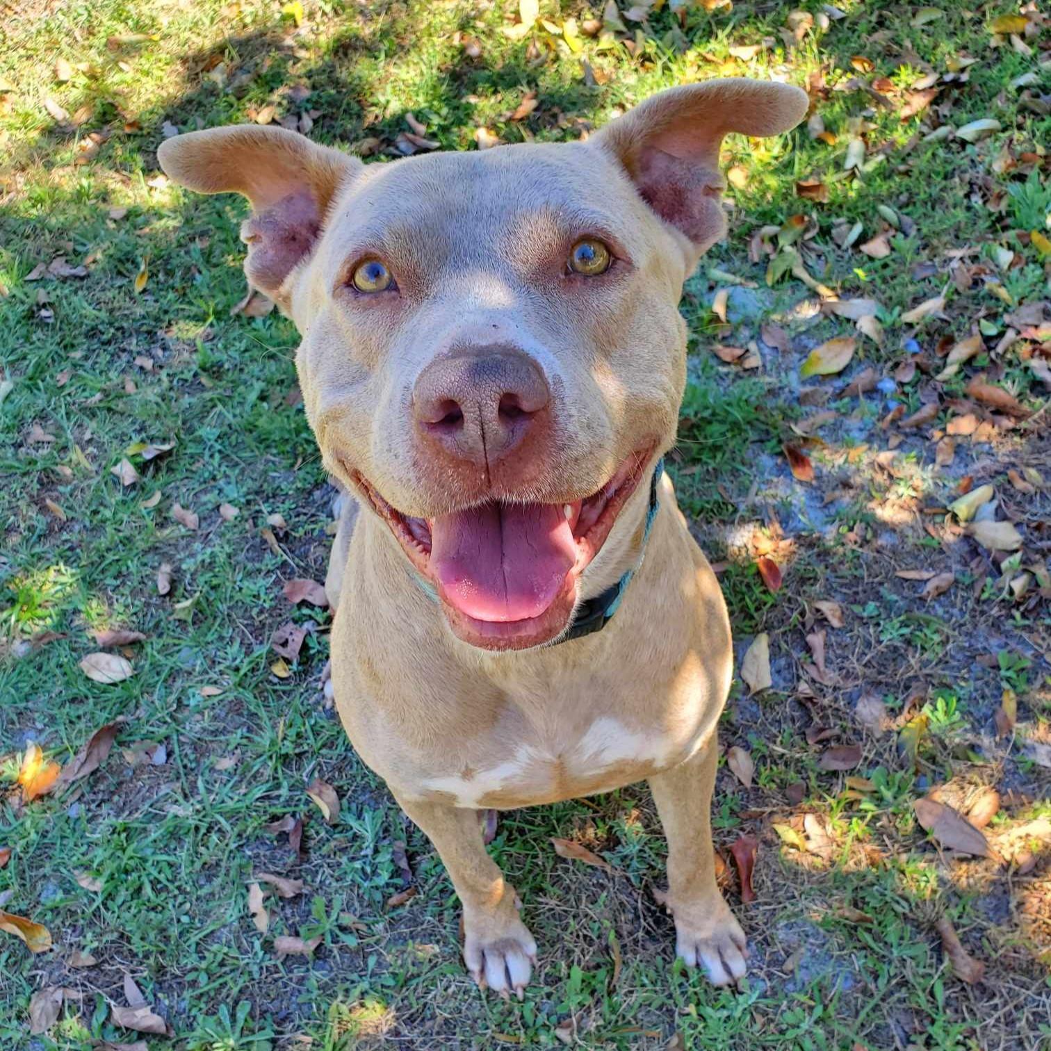 Paris, ADOPTABLE, Adult Female Terrier.