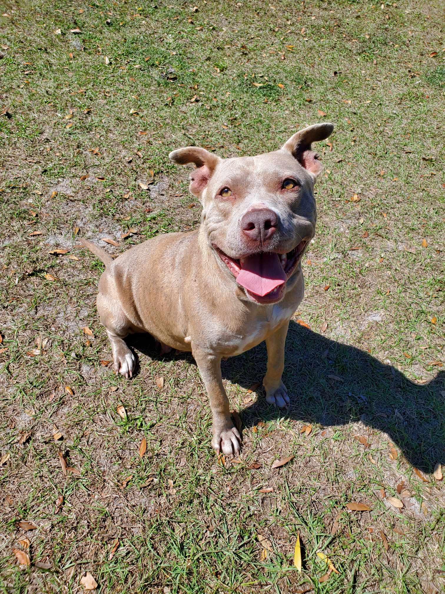 Paris, a ADOPTABLE mixed breed in Umatilla, FL image 2/4