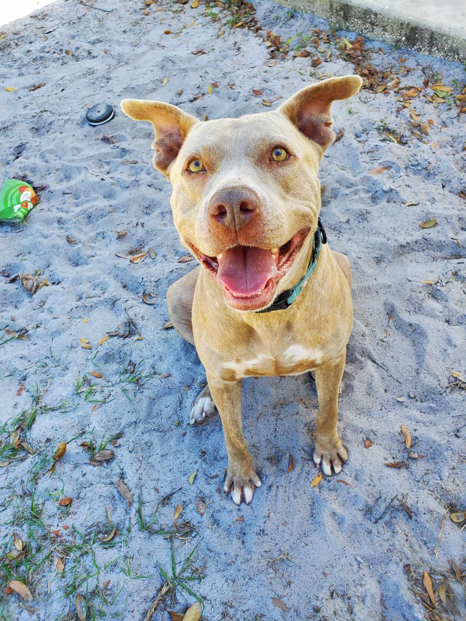 Paris, a ADOPTABLE mixed breed in Umatilla, FL image 3/4