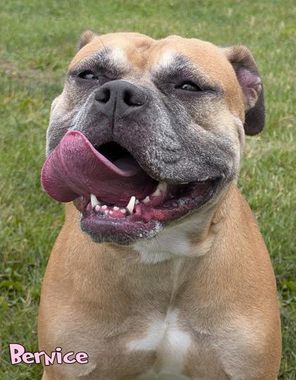 Bernice, Adoptable, Adult Female Boxer & American Bulldog.