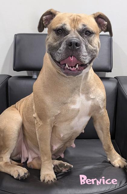 Enlarge Bernice, a Adoptable mixed breed in Mason, MI image 2/3