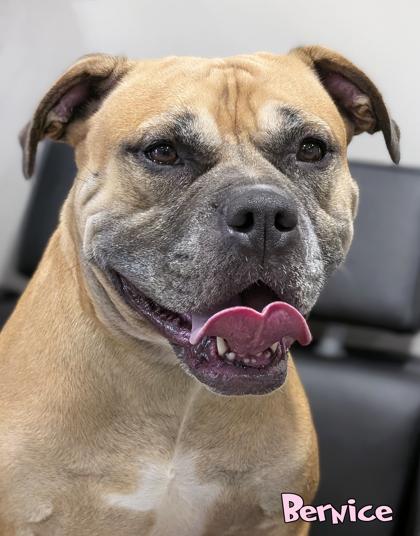 Enlarge Bernice, a Adoptable mixed breed in Mason, MI image 3/3
