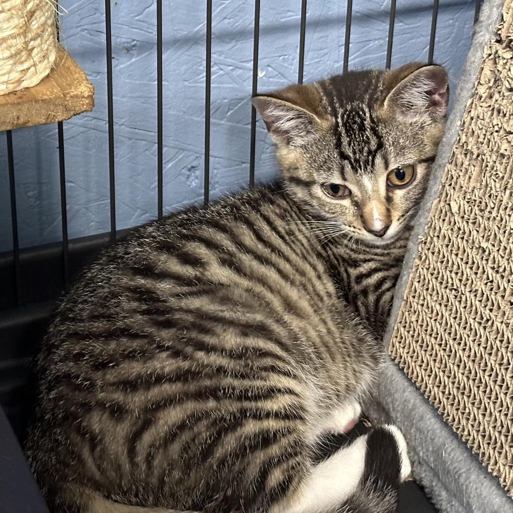 Enlarge Louie, a Adoptable Domestic Short Hair in Opelika, AL image 1/1