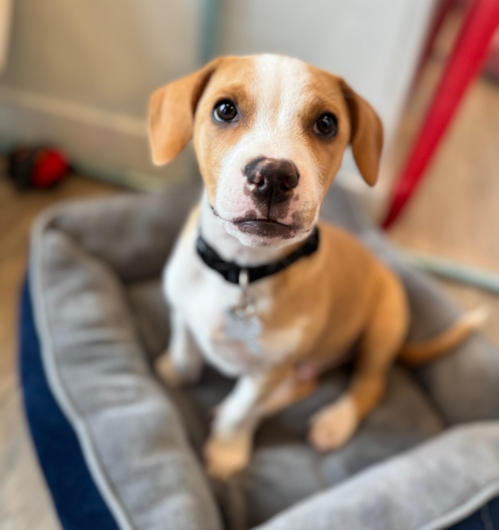 Sweet Potato, a Adoptable mixed breed image 3/4