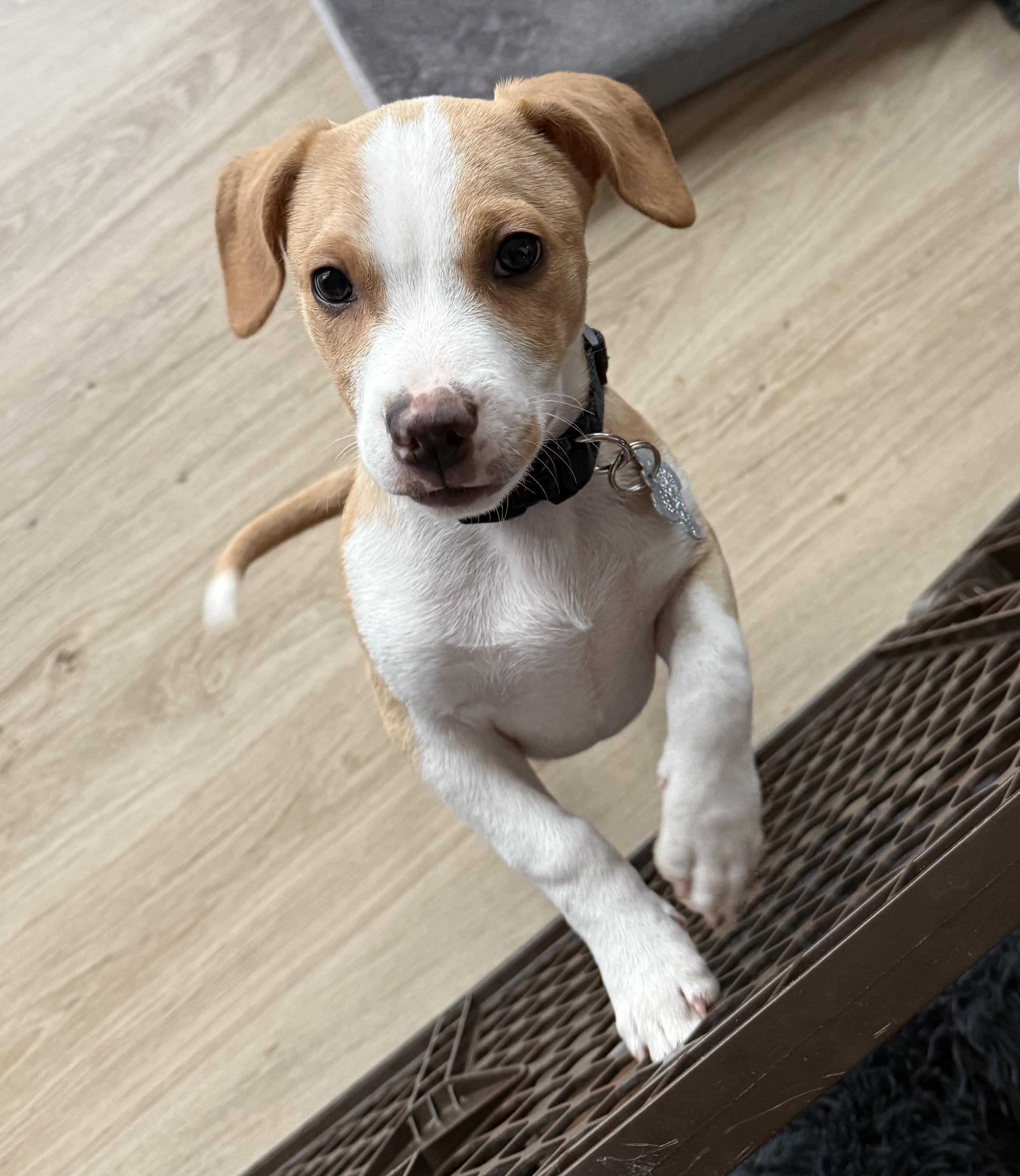 Sweet Potato, a Adoptable mixed breed image 4/4