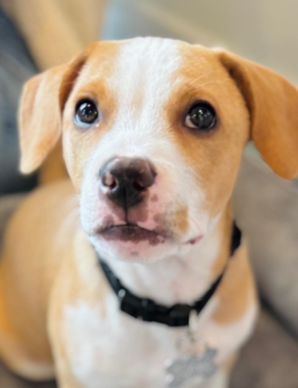 Sweet Potato, Adoptable, Puppy Male Hound & Mixed Breed.