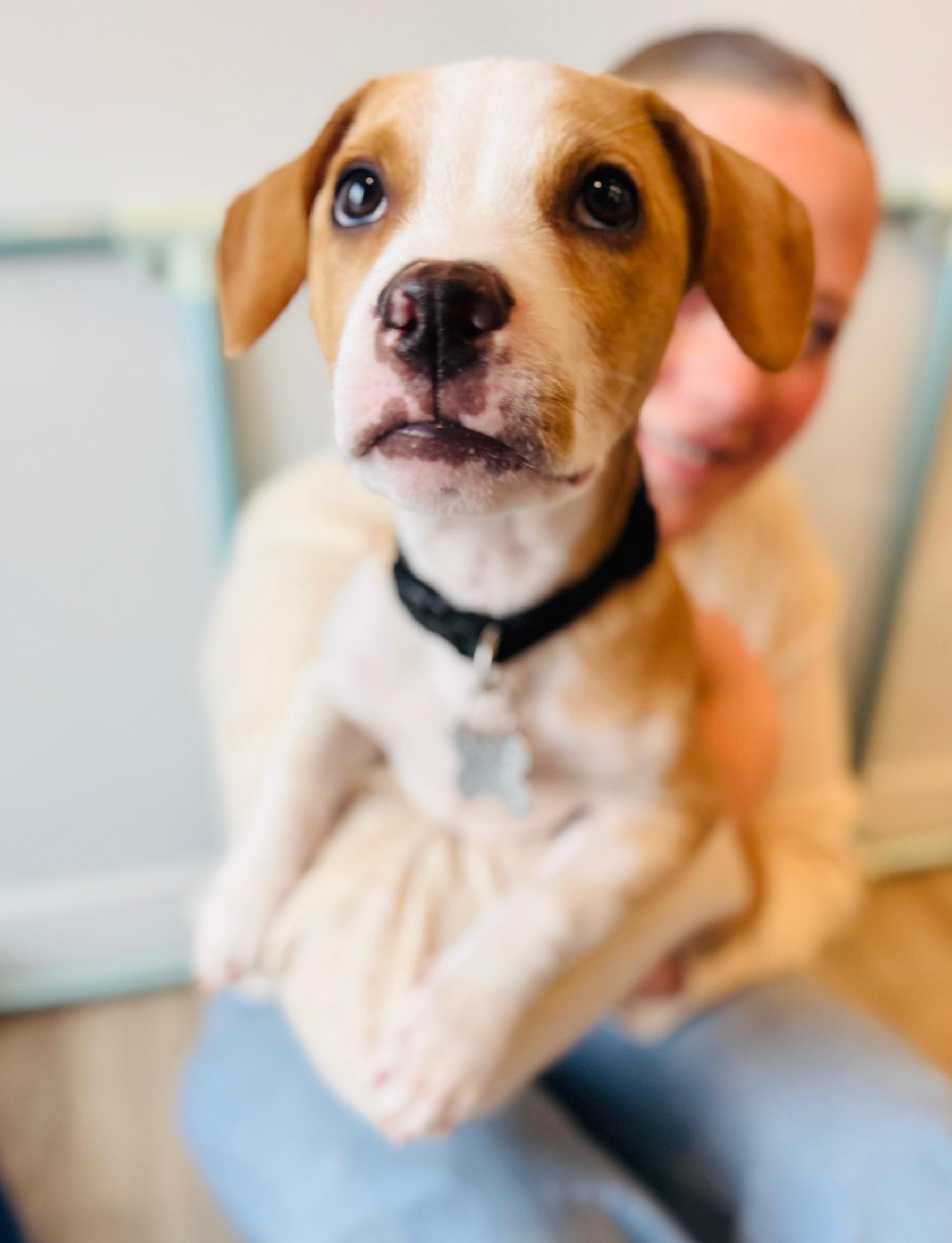 Sweet Potato, a Adoptable mixed breed image 2/4