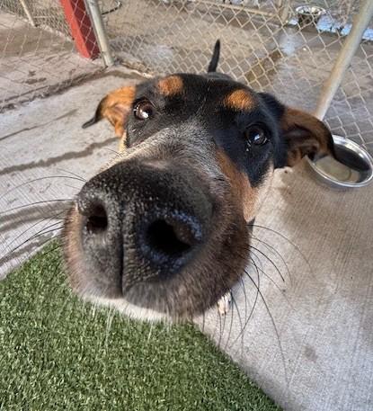 Enlarge Darlene , a ADOPTABLE mixed breed in Fayetteville, AR image 4/5