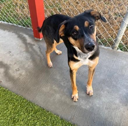 Enlarge Darlene , a ADOPTABLE mixed breed in Fayetteville, AR image 5/5