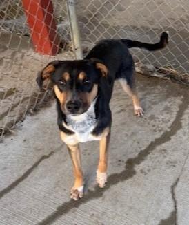 Enlarge Darlene , a ADOPTABLE mixed breed in Fayetteville, AR image 3/5