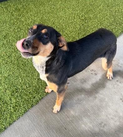 Enlarge Darlene , a ADOPTABLE mixed breed in Fayetteville, AR image 2/5