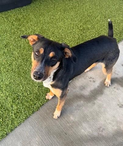 Darlene , ADOPTABLE, Adult Female Hound & Australian Cattle Dog / Blue Heeler.