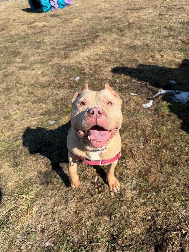 Enlarge Dina, a Adoptable mixed breed in Hyde Park, NY image 1/4