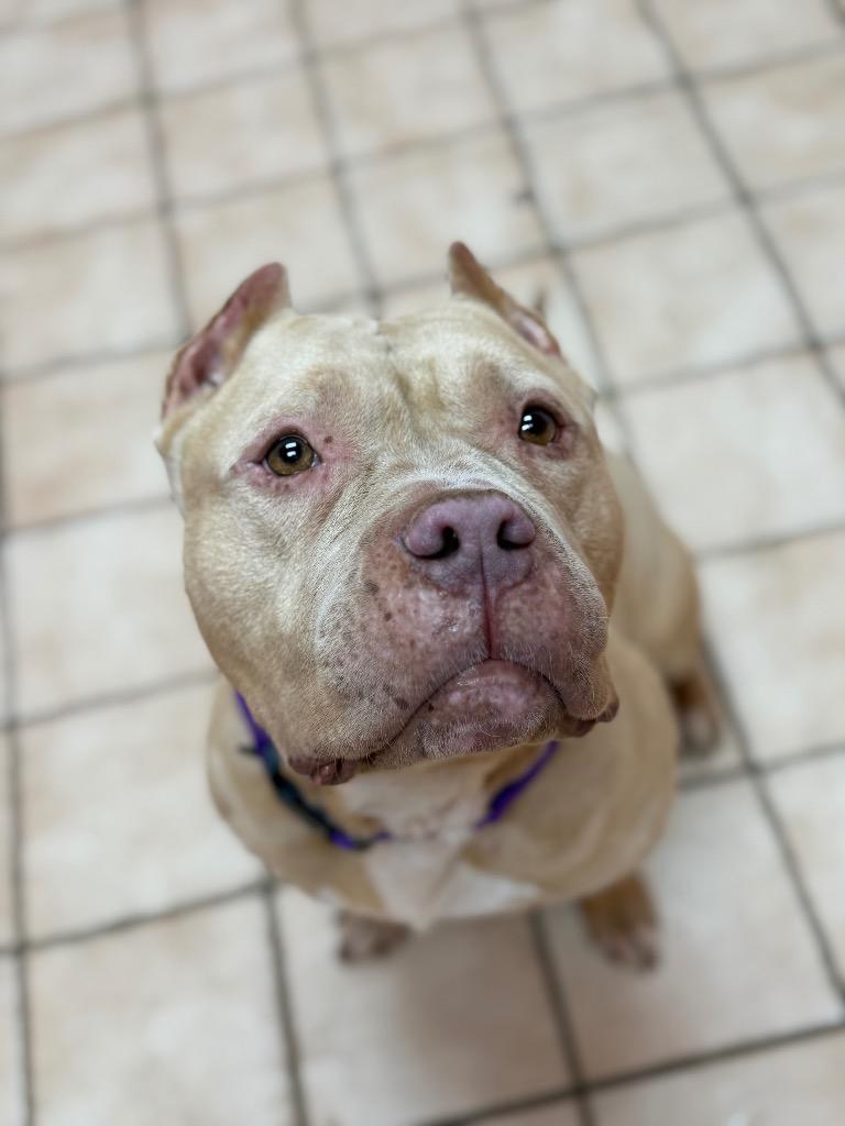 Enlarge Dina, a Adoptable mixed breed in Hyde Park, NY image 2/4