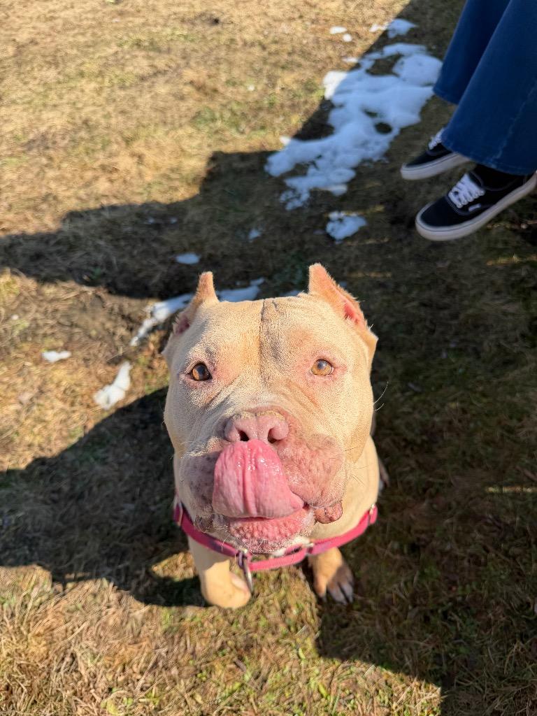 Enlarge Dina, a Adoptable mixed breed in Hyde Park, NY image 3/4