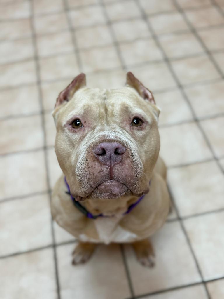 Enlarge Dina, a Adoptable mixed breed in Hyde Park, NY image 4/4