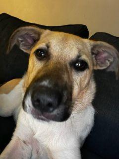 Enlarge Addie, a ADOPTABLE Mixed Breed in Schaumburg, IL image 4/4