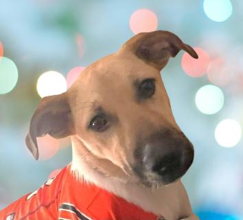 Addie, ADOPTABLE, Young Female Mixed Breed.