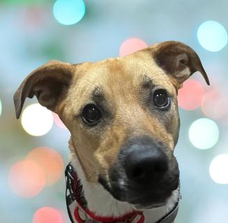 Enlarge Addie, a ADOPTABLE Mixed Breed in Schaumburg, IL image 1/5