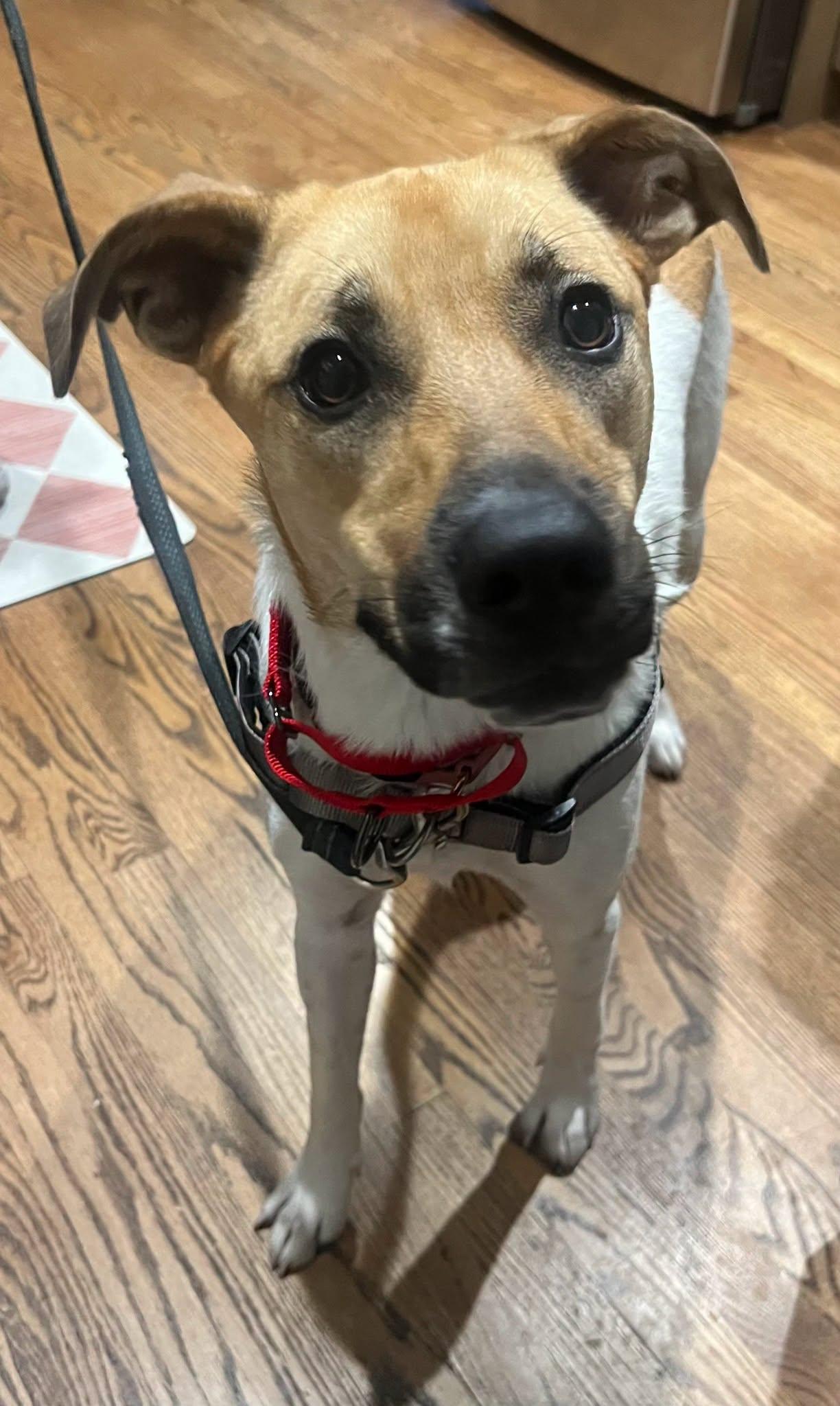 Enlarge Addie, a ADOPTABLE Mixed Breed in Schaumburg, IL image 5/5