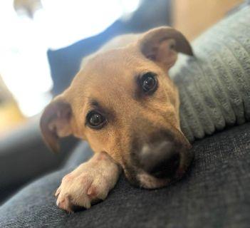 Enlarge Addie, a ADOPTABLE Mixed Breed in Schaumburg, IL image 3/4