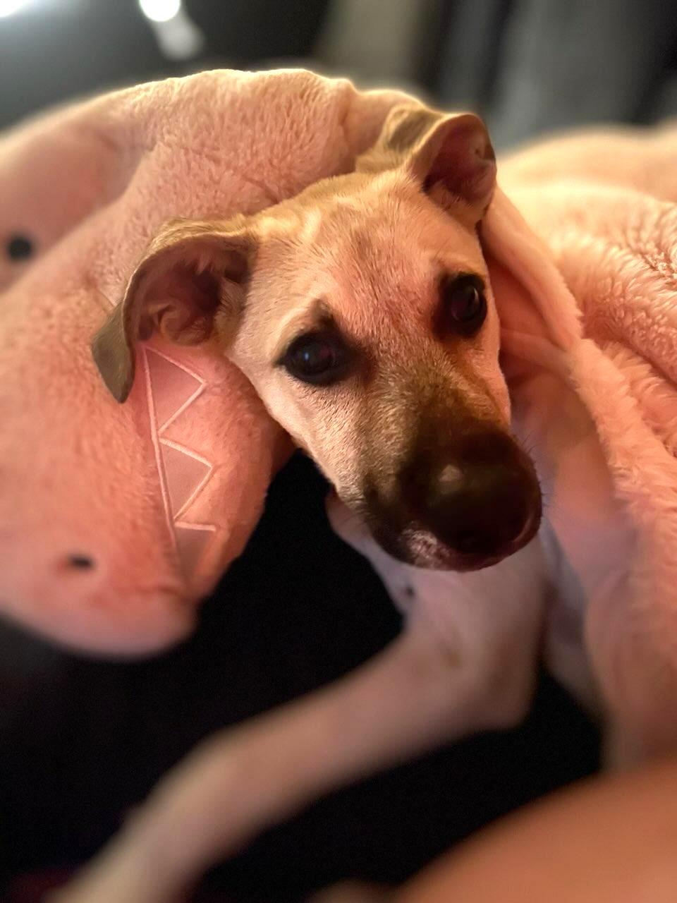 Enlarge Addie, a ADOPTABLE Mixed Breed in Schaumburg, IL image 2/4