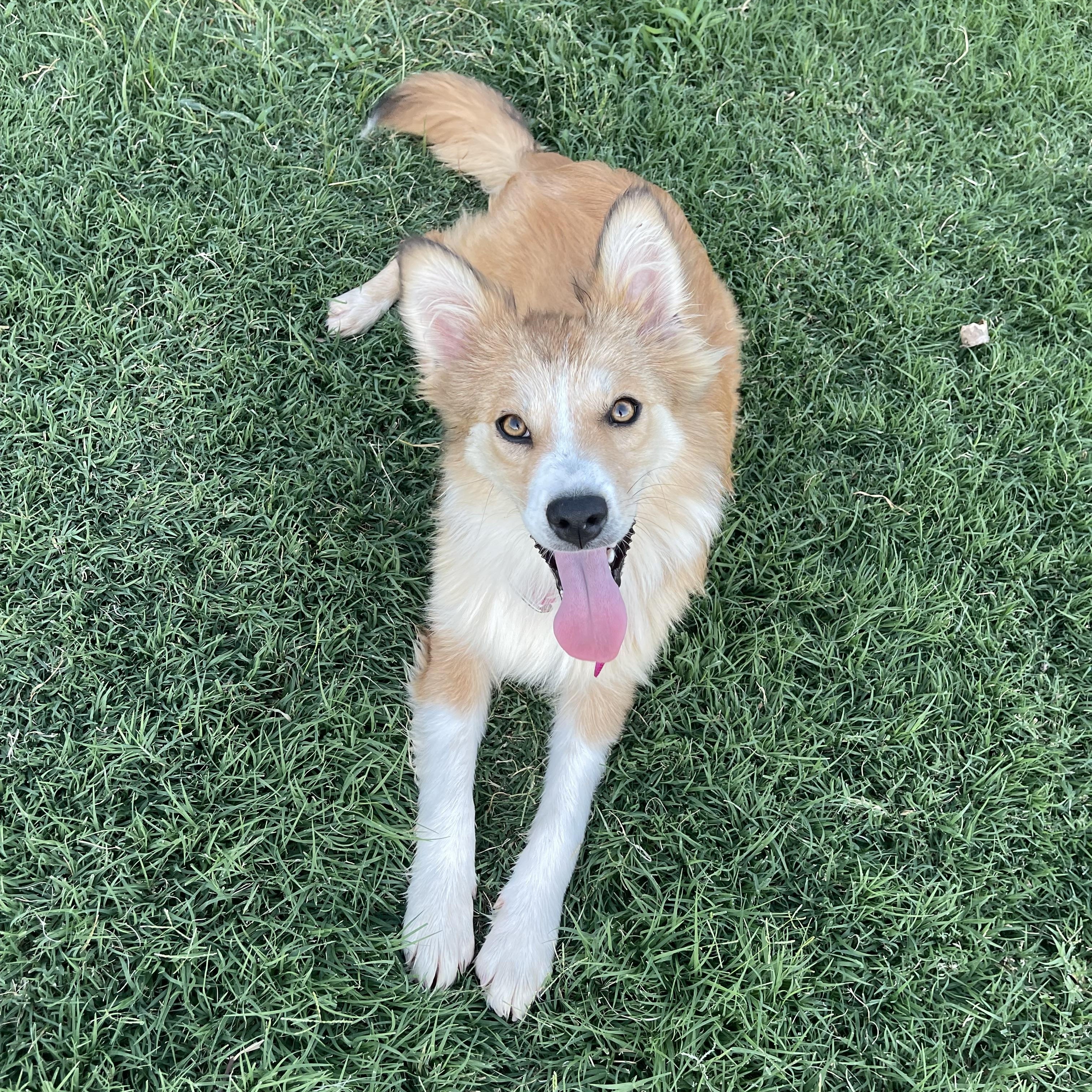 Lyndee, a ADOPTABLE mixed breed in Yukon, OK image 1/4