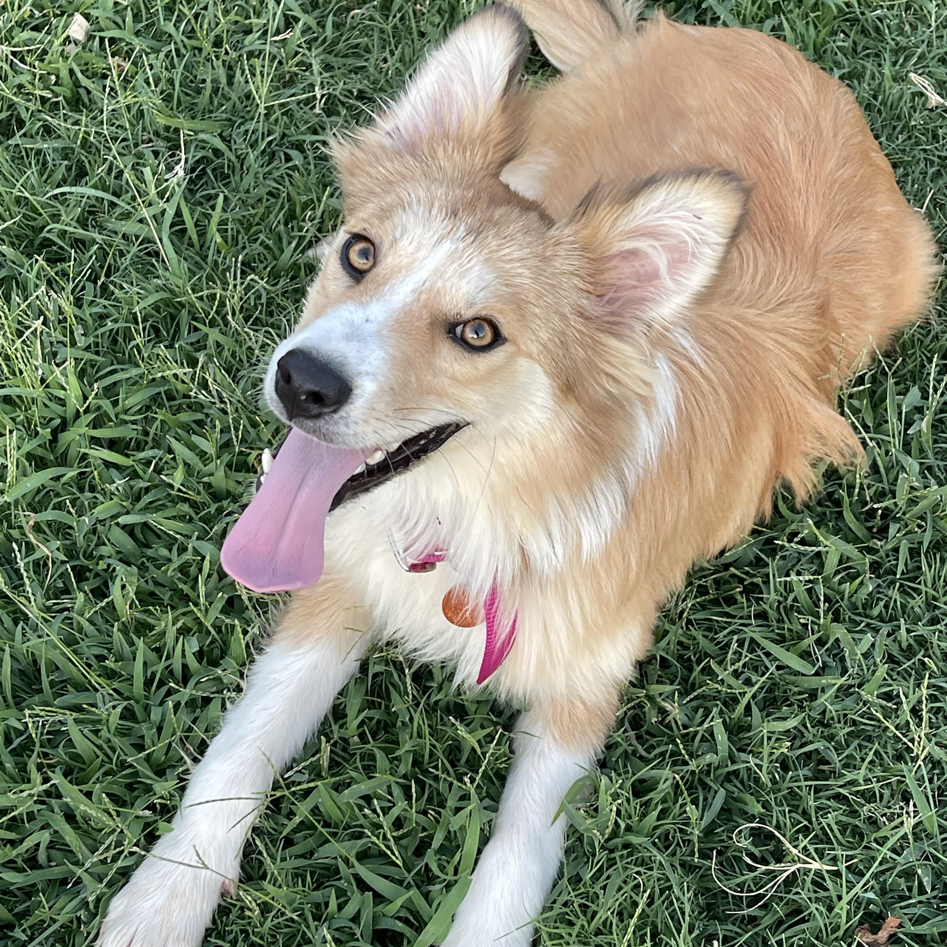 Lyndee, a ADOPTABLE mixed breed in Yukon, OK image 2/4
