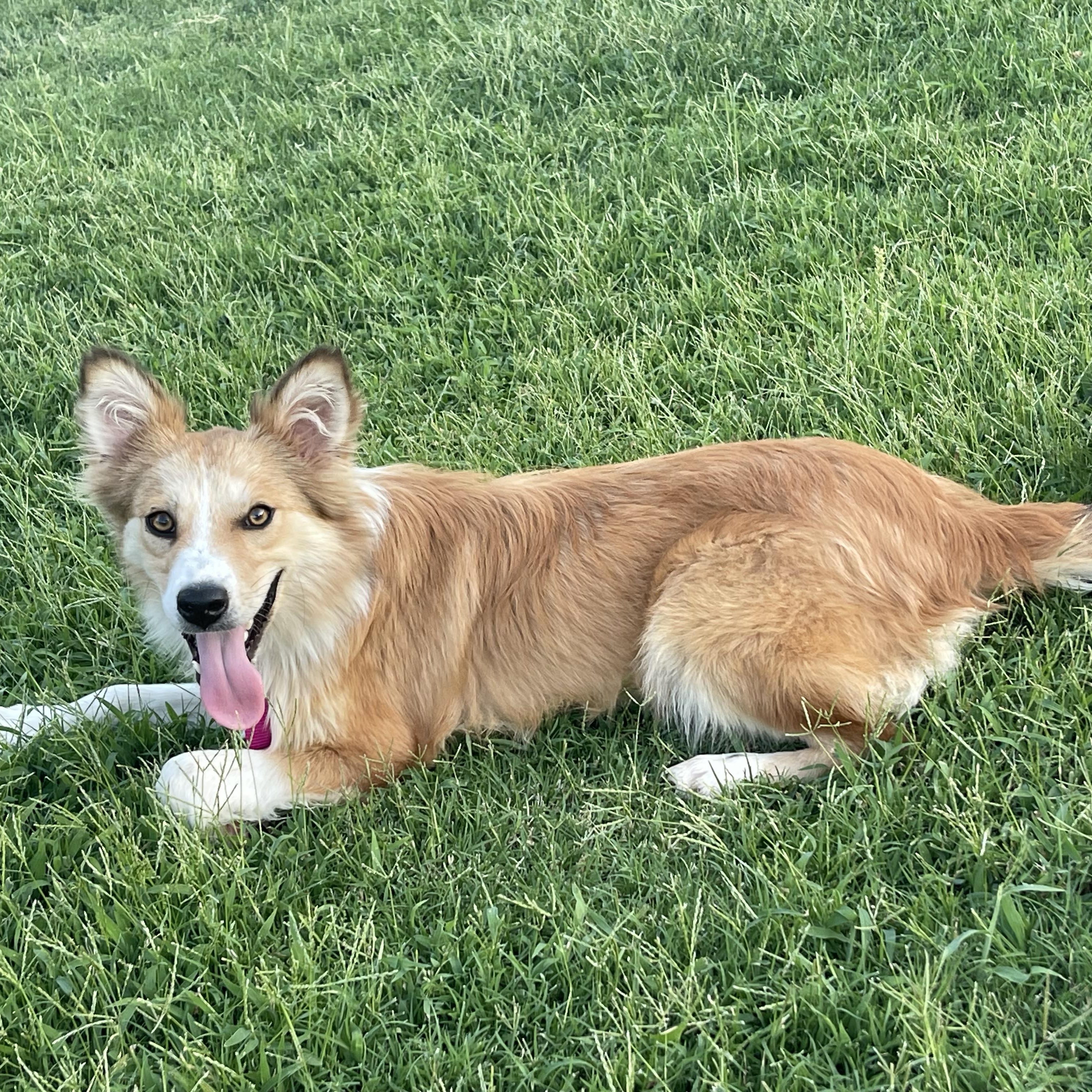 Lyndee, a ADOPTABLE mixed breed in Yukon, OK image 3/4