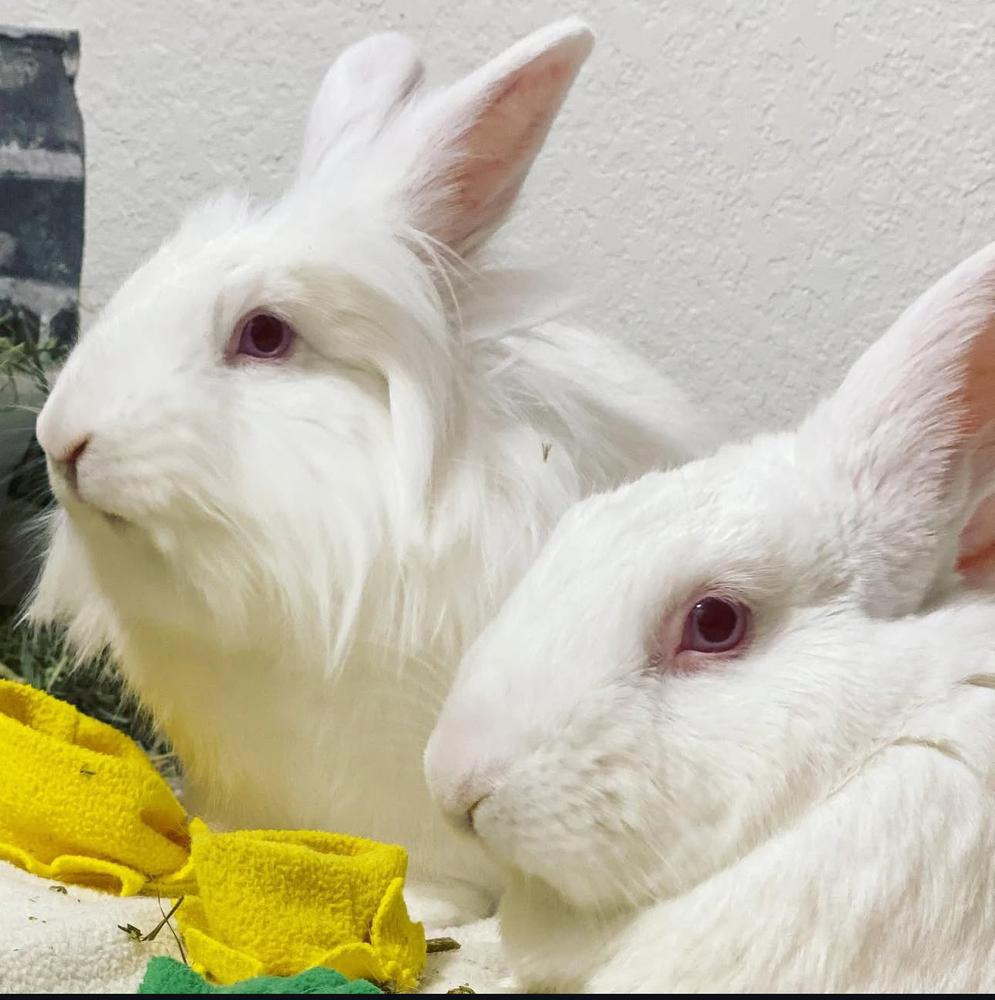 Enlarge Kasper and Kyla, a Adoptable mixed breed in Naples, FL image 3/6