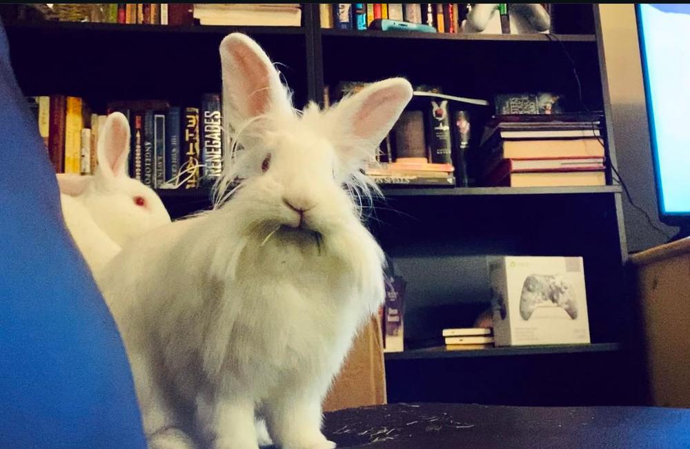 Enlarge Kasper and Kyla, a Adoptable mixed breed in Naples, FL image 4/6