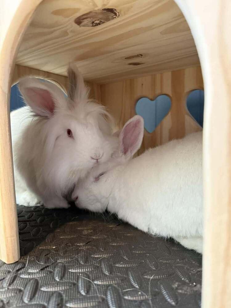 Enlarge Kasper and Kyla, a Adoptable mixed breed in Naples, FL image 5/6