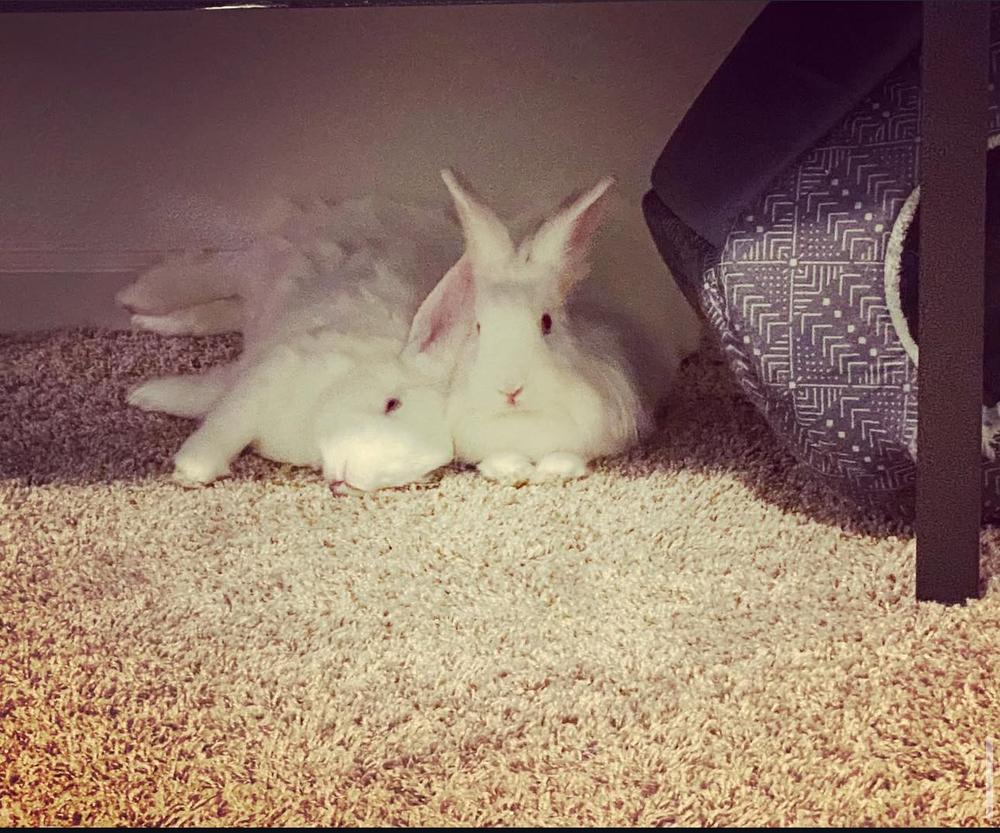 Enlarge Kasper and Kyla, a Adoptable mixed breed in Naples, FL image 6/6