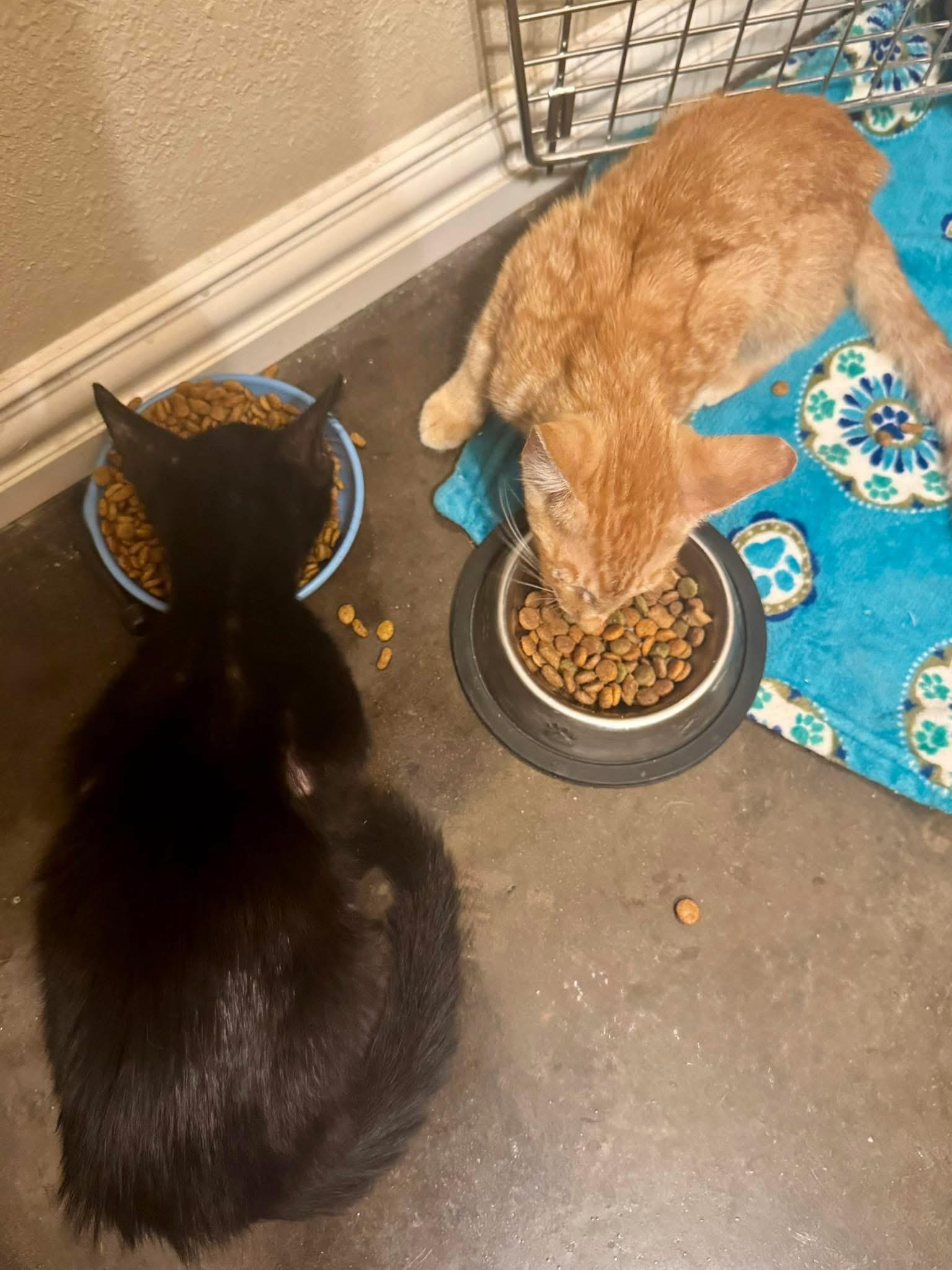 Briar, Adopted, Young Male American Shorthair.