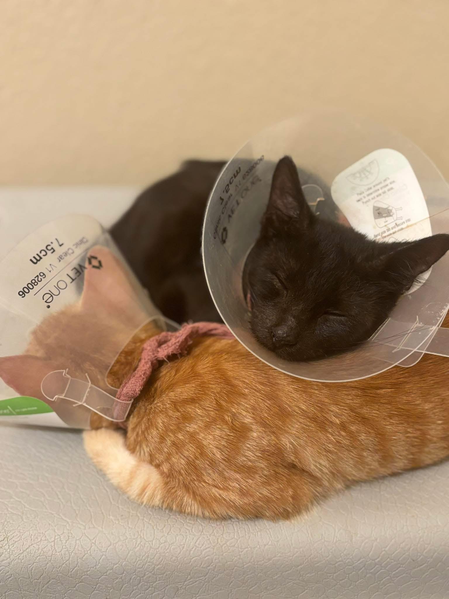 Briar, Adopted, Young Male American Shorthair.