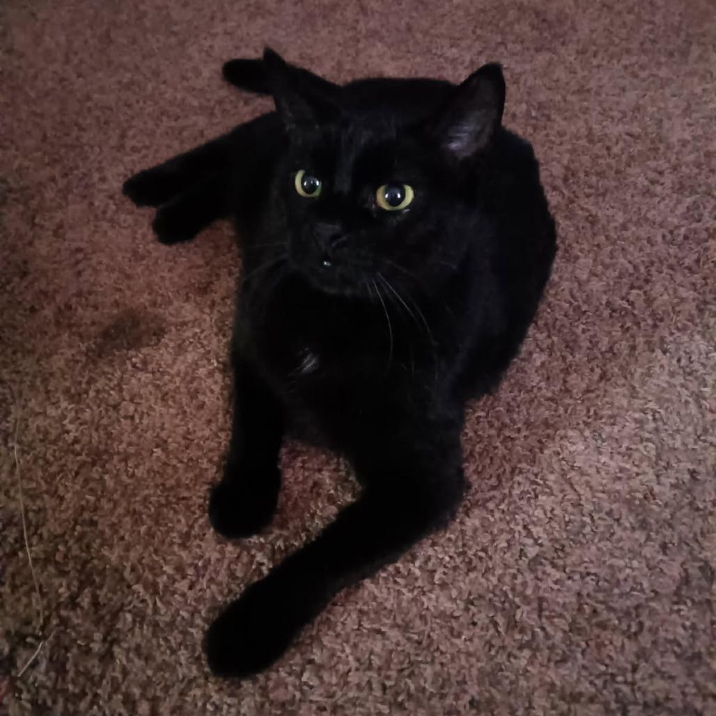 Riga, Adoptable, Adult Female Domestic Short Hair.