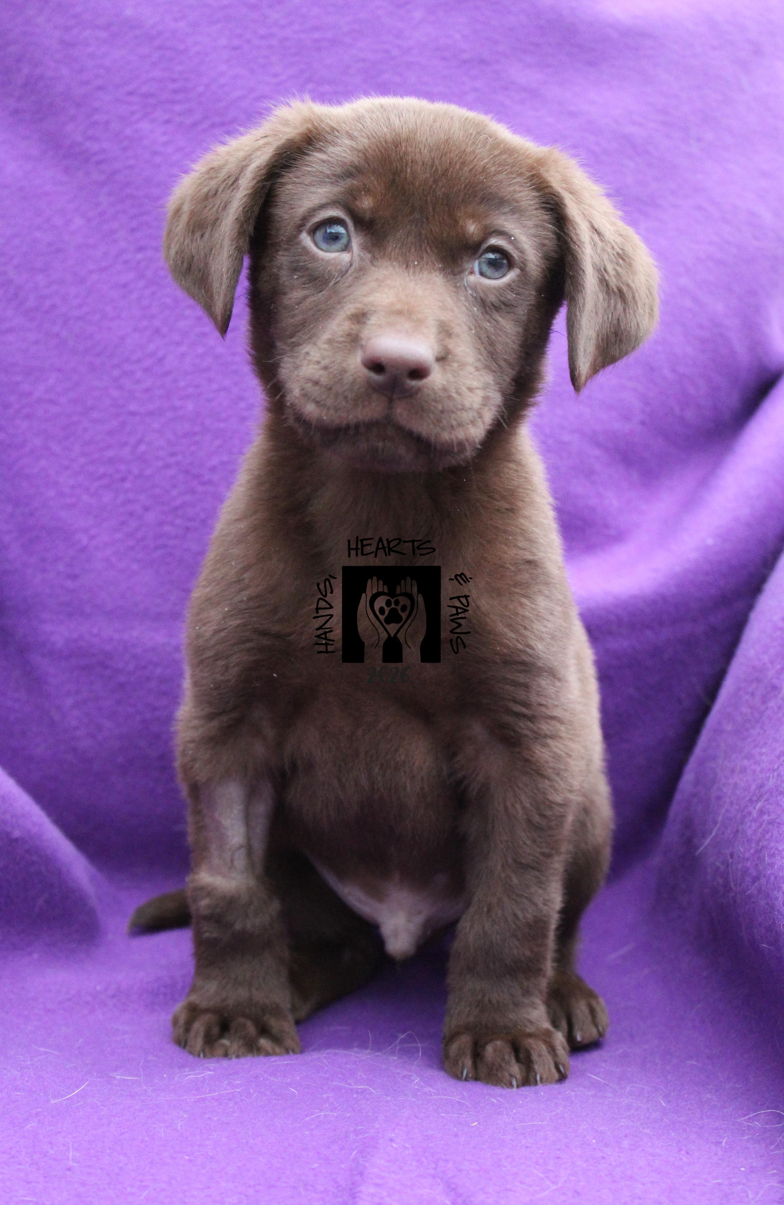 Brown Sugar , adopted, Puppy Male Labrador Retriever.