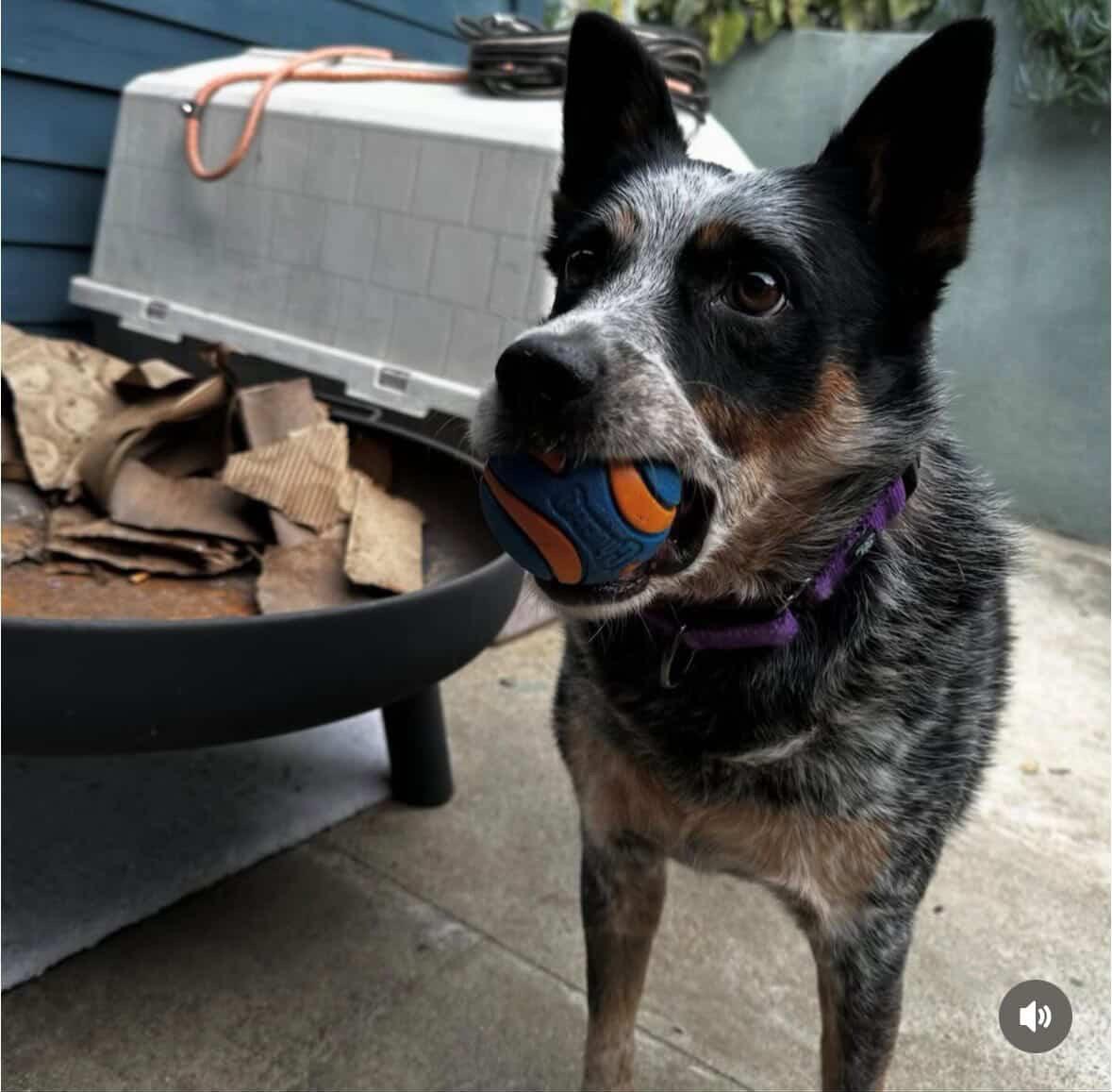 Enlarge Ollie, a Adoptable Australian Cattle Dog / Blue Heeler in Los Angeles, CA image 5/5