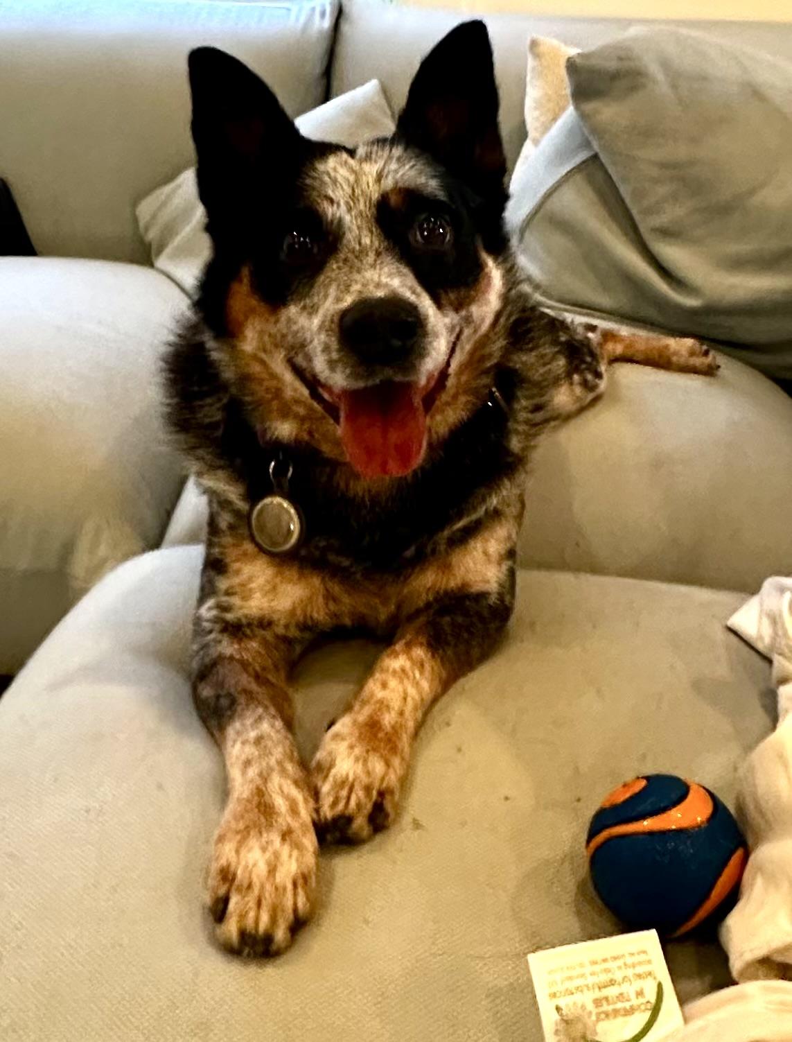 Enlarge Ollie, a Adoptable Australian Cattle Dog / Blue Heeler in Los Angeles, CA image 4/5
