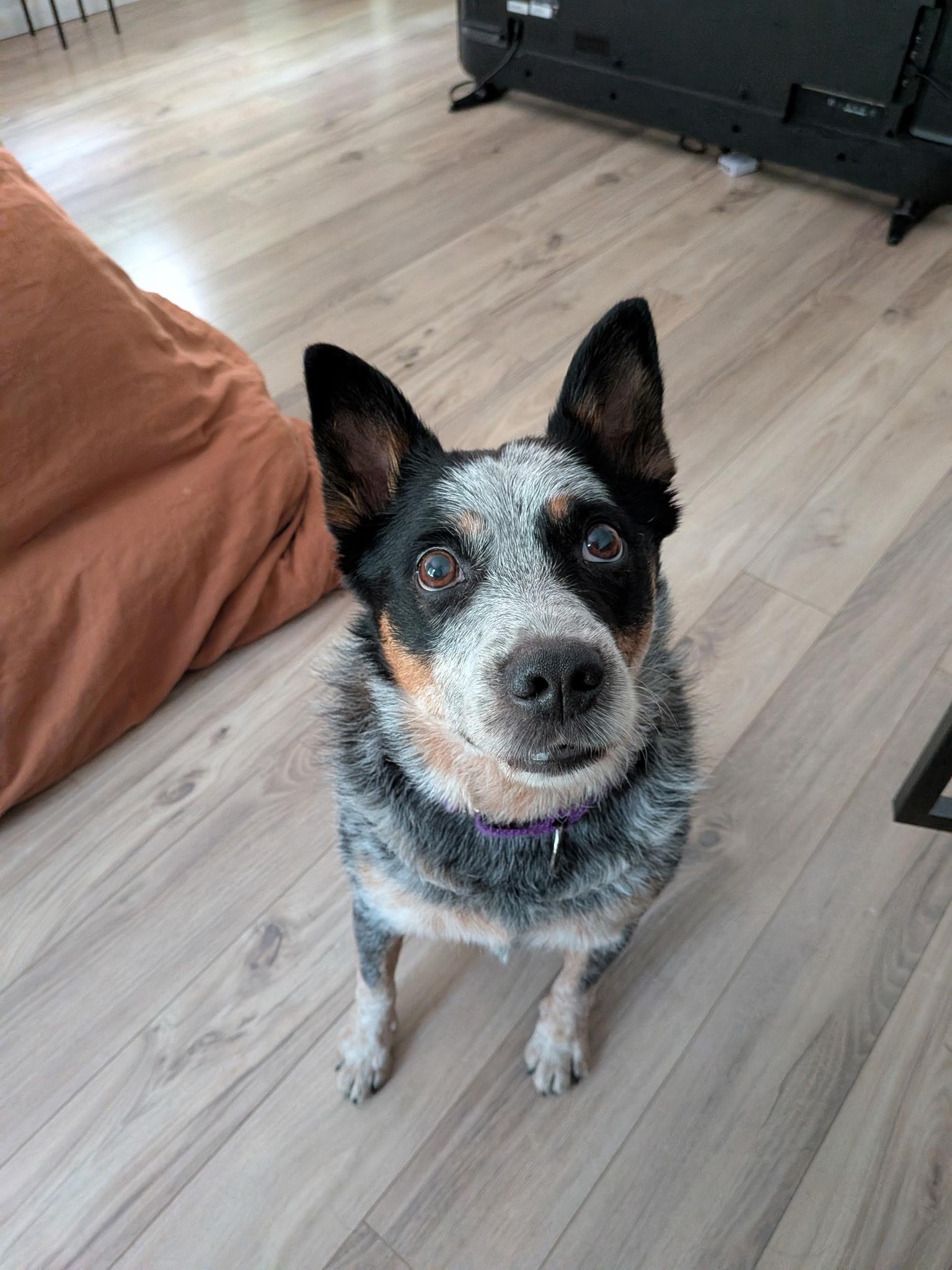 Enlarge Ollie, a Adoptable Australian Cattle Dog / Blue Heeler in Los Angeles, CA image 3/5