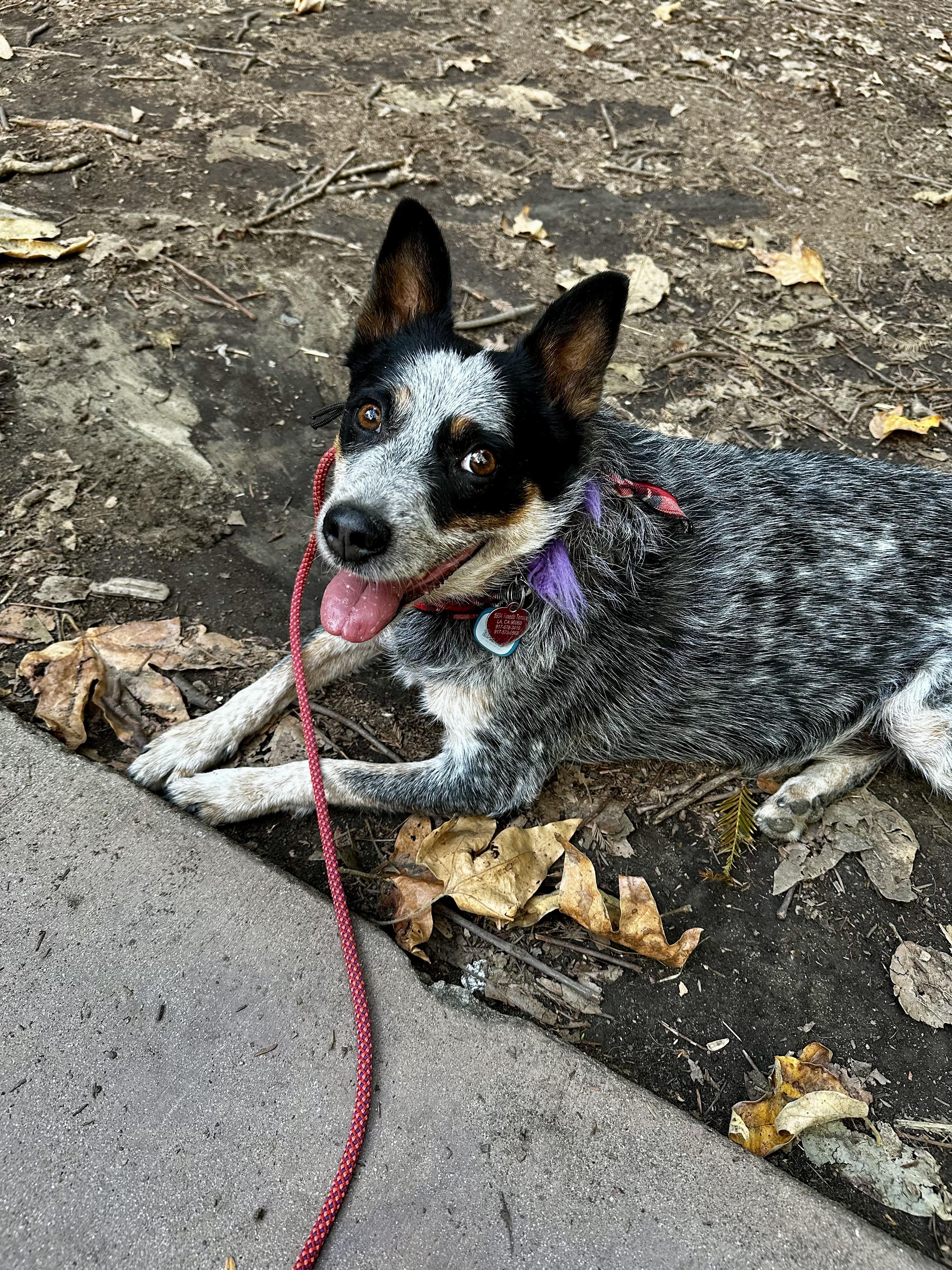 Enlarge Ollie, a Adoptable Australian Cattle Dog / Blue Heeler in Los Angeles, CA image 2/5