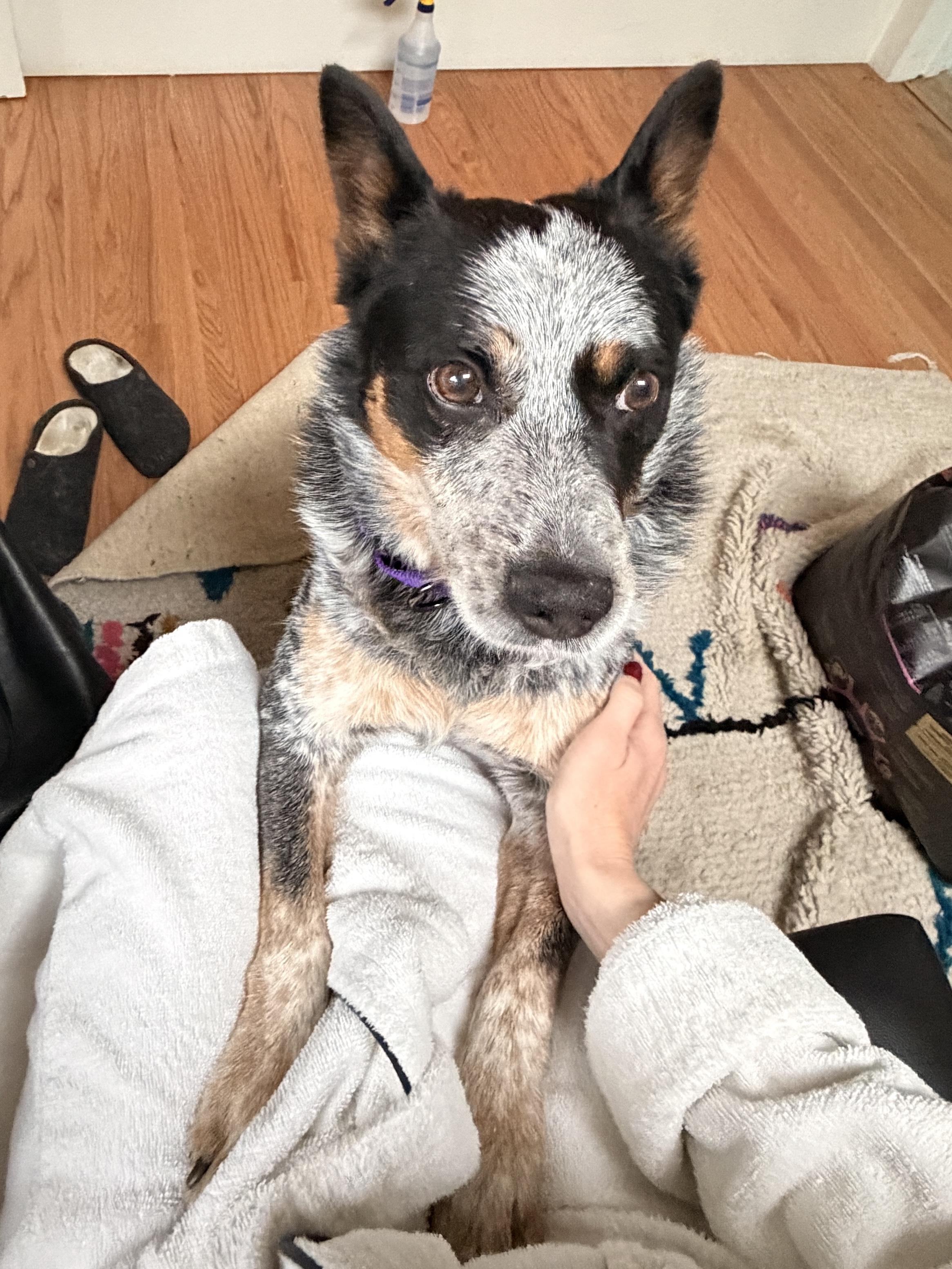 Ollie, Adoptable, Young Male Australian Cattle Dog / Blue Heeler.