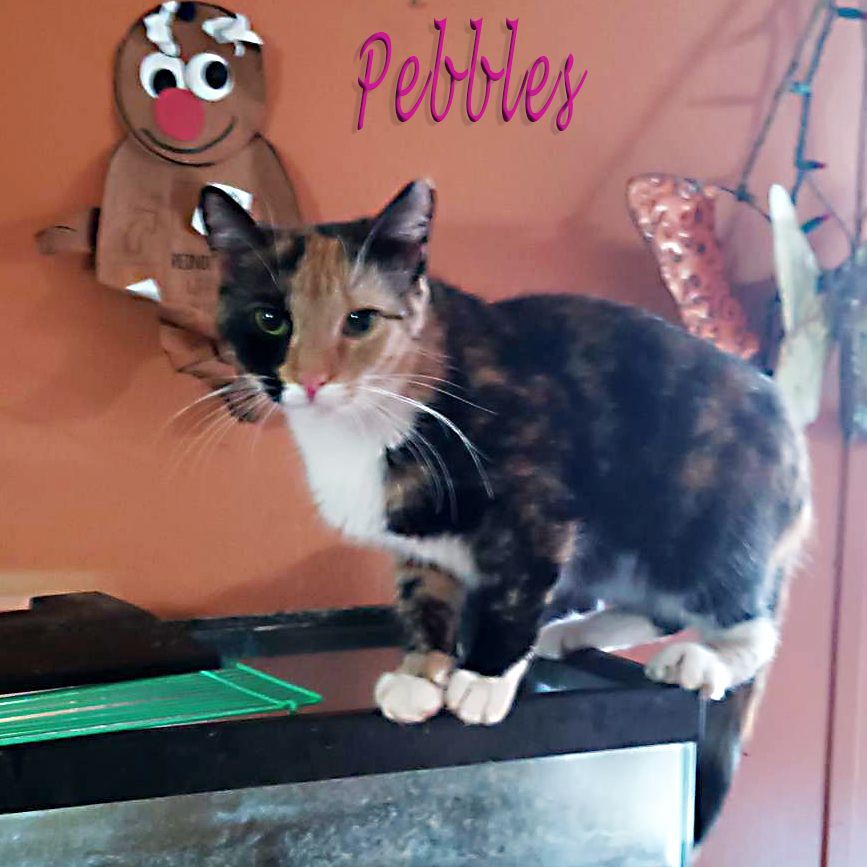 Pebbles - ADOPTED, Adopted, Young Female Dilute Calico.