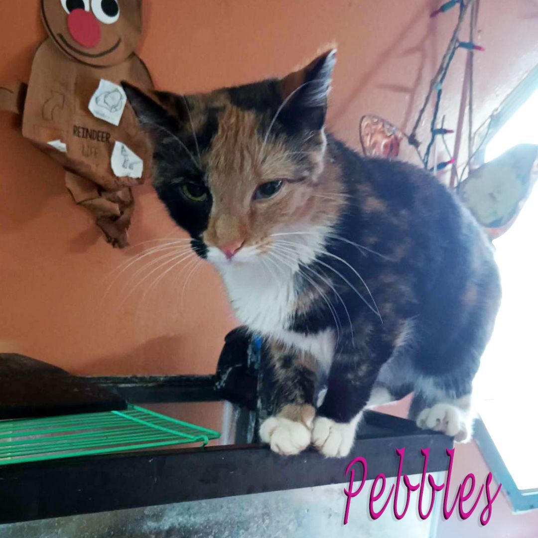 Enlarge Pebbles - ADOPTED, a Adopted mixed breed in Randolph, AL image 2/6