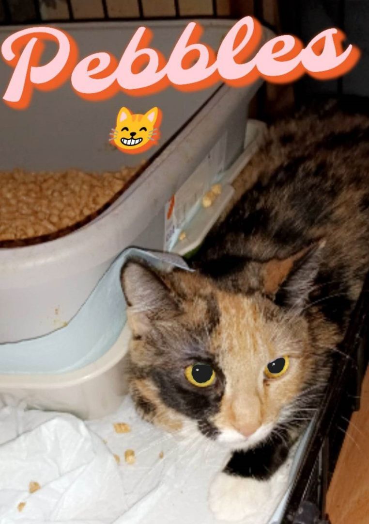 Enlarge Pebbles - ADOPTED, a Adopted mixed breed in Randolph, AL image 3/6